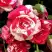 Роза ФАЙЕР ВОРКС миниатюрная в Слониме