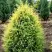 Можжевельник ГОЛД КОН обыкновенный в Слониме