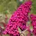Буддлея давида РОЯЛ РЕД в Слониме