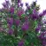 Сирень СУМЕРКИ в Слониме
