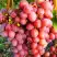 Виноград КИШМИШ КРАСНЫЙ в Слониме
