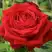 Роза СОФИ ЛОРЕН чайно-гибридная в Слониме