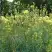 Василистник ГЛАУКУМ желтый в Слониме