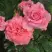 Роза ПЬЕР КАРДЕН чайно-гибридная в Слониме