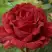 Роза РЕД ИНТУИШН чайно-гибридная в Слониме