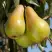 Груша КОНКОРД в Слониме