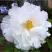 Пион БЕЛЫЙ НЕФРИТ древовидный в Слониме