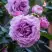 Роза СИЛЬВЕР КВИК плетистая в Слониме