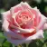 Роза ФРЕДЕРИК МИСТРАЛЬ чайно-гибридная в Слониме