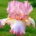 Ирис БЛАШИНГ ПИНК бородатый в Слониме