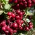 Рябина ГРАНАТНАЯ сладкоплодная в Слониме