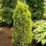 Можжевельник ГОЛД КОН обыкновенный в Слониме