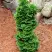 Туя СПИРАЛИС МИНИ западная в Слониме