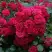 Роза РАДОСТЬ САДОВНИКА (ГАРТЕН ФРОЙДЕ) почвопокровная в Слониме