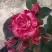 Роза ФАЙЕР ВОРКС миниатюрная в Слониме
