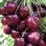 Черешня СИЛЬВИЯ колоновидная в Слониме