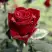 Роза ТАБУ чайно-гибридная в Слониме