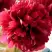 Пион БЕЛГРАВИЯ травянистый в Слониме
