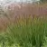 Просо ШЕНАНДО прутьевидное в Слониме
