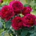 Роза КЕЙТ английская в Слониме