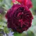 Роза МАНСТЕД ВУД английская в Слониме