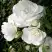 Роза АЙСБЕРГ флорибунда в Слониме