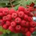 Рябина АЛАЯ КРУПНАЯ сладкоплодная в Слониме