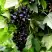 Смородина чёрная БЕЛОРУССКАЯ СЛАДКАЯ в Слониме