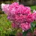 Гортензия МЕГА МИНДИ метельчатая в Слониме