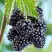 Ежевика БЛЭК САТИН бесшипная  в Слониме