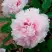 Пион ПЕРСИК ПОД СНЕГОМ древовидный в Слониме