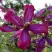 Клематис СВИТ САММЕР ЛАВ в Слониме