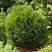 Туя ТИНИ ТИМ западная в Слониме