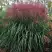 Мискантус МАЛЕПАРТУС китайский  в Слониме