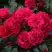 Роза РАДОСТЬ САДОВНИКА (ГАРТЕН ФРОЙДЕ) почвопокровная в Слониме