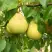 Груша ВЕЛИКАЯ ЛЕТНЯЯ (БОЛЬШАЯ ЛЕТНЯЯ) в Слониме