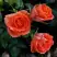 Роза ОРАНЖ ДЖЕВЕЛ миниатюрная в Слониме