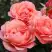 Роза КОРАЛ ЛИОНС РОУЗ флорибунда в Слониме