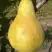 Груша КОНКОРД в Слониме