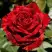 Роза РЕД ИНТУИШН чайно-гибридная в Слониме