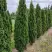 Туя ДЕГРУТ СПАЙР западная в Слониме