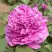 Пион ОРНАМЕНТ древовидный в Слониме