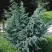Можжевельник БЛЮ АЛЬПС китайский  в Слониме