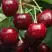 Черешня ГРОНКАВАЯ в Слониме