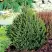 Ель КОМПАКТА обыкновенная в Слониме