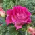 Роза БРЕРА флорибунда в Слониме