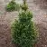 Ель ВИЛС ЦВЕРГ обыкновенная в Слониме