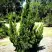 Можжевельник КАЙЗУКА китайский в Слониме