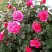 Роза МАЛИНОВЫЙ ЗВОН чайно-гибридная в Слониме
