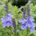Вероника РОЯЛ БЛЮ большая в Слониме